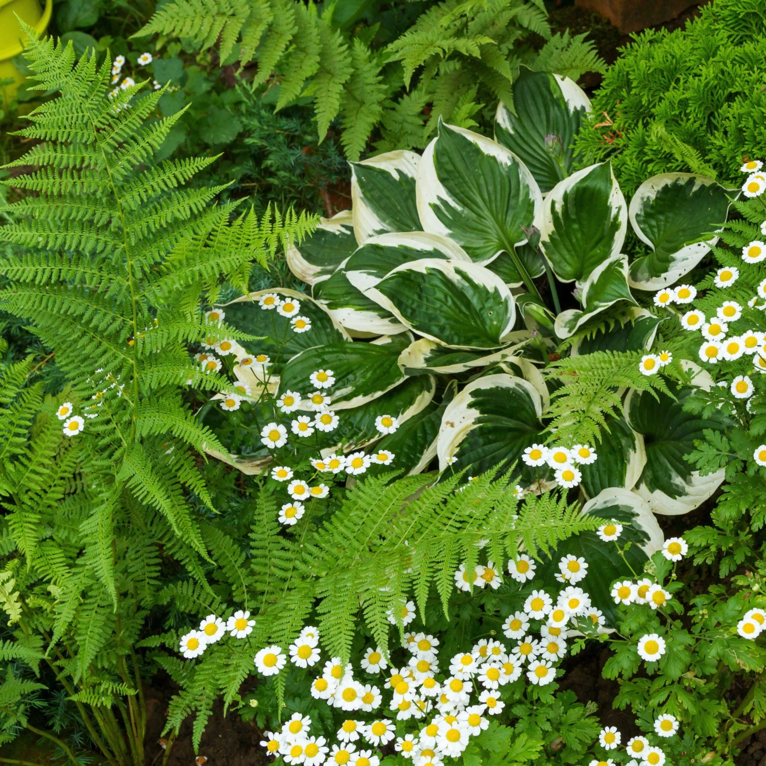 Hosta - Patriot - Image 3