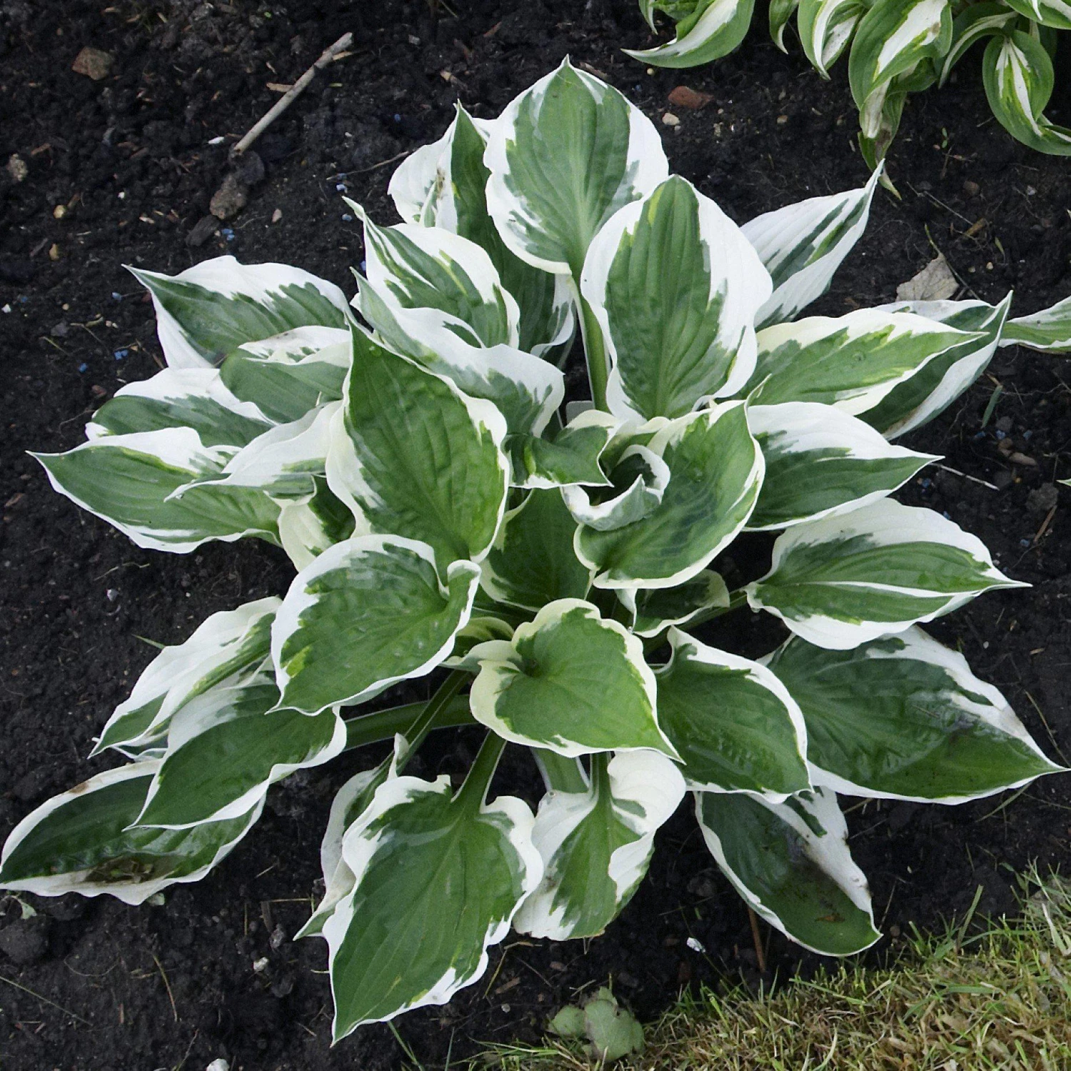 Hosta - Patriot - Image 2