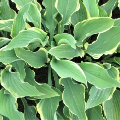 Hosta - Regal Splendor