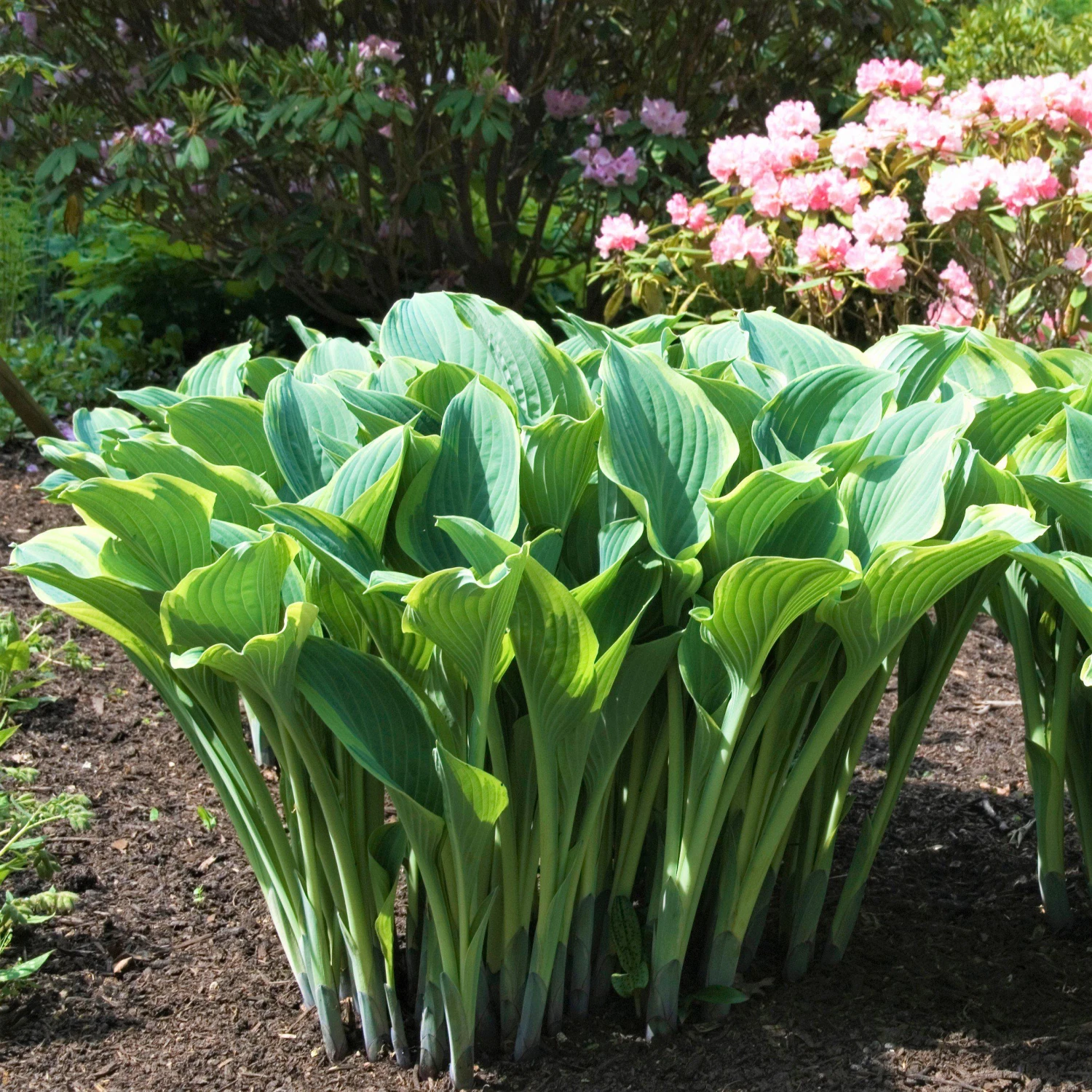 Hosta - Regal Splendor - Image 3