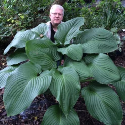 Hosta - T-Rex