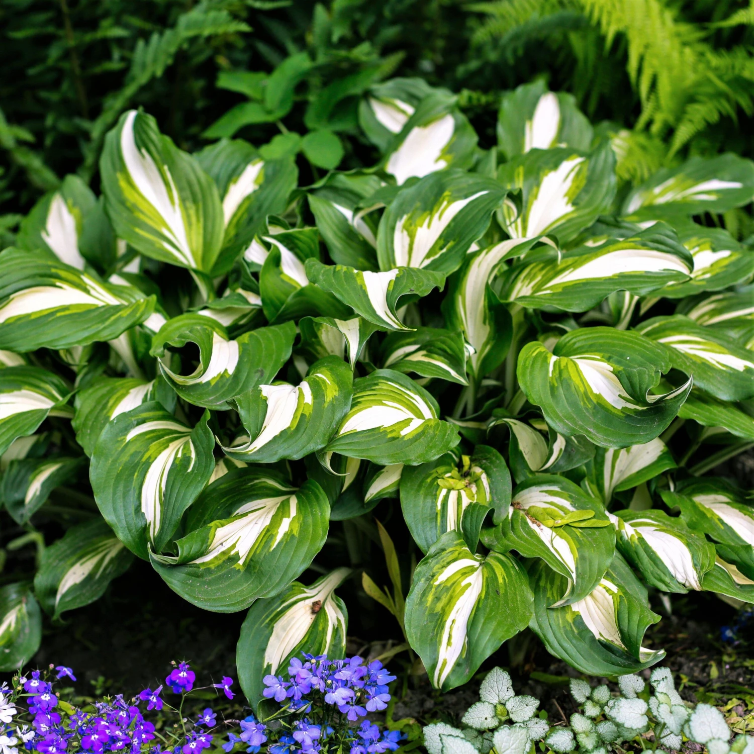 Hosta - Undulata Mediovariegata - Image 2