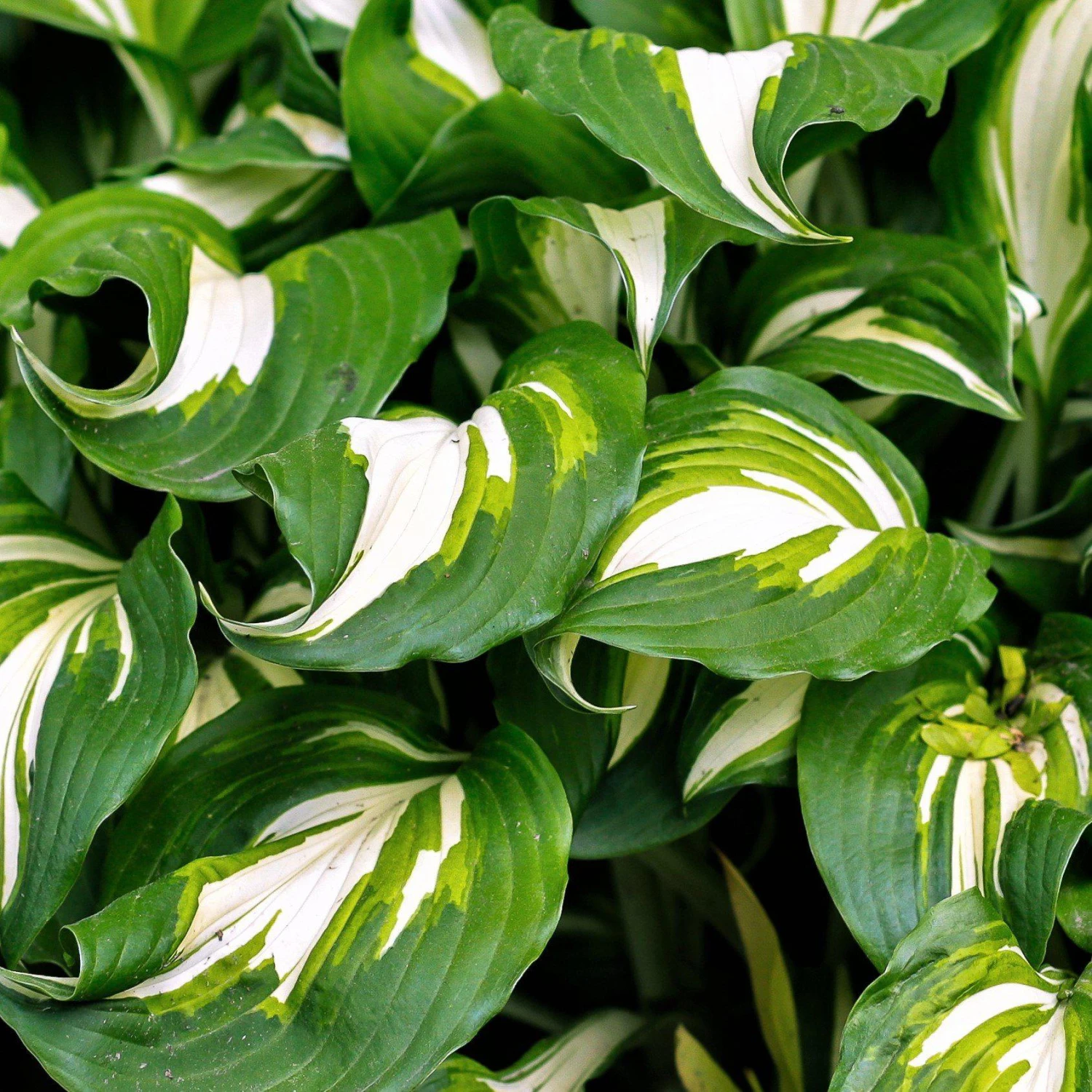 Hosta - Undulata Mediovariegata