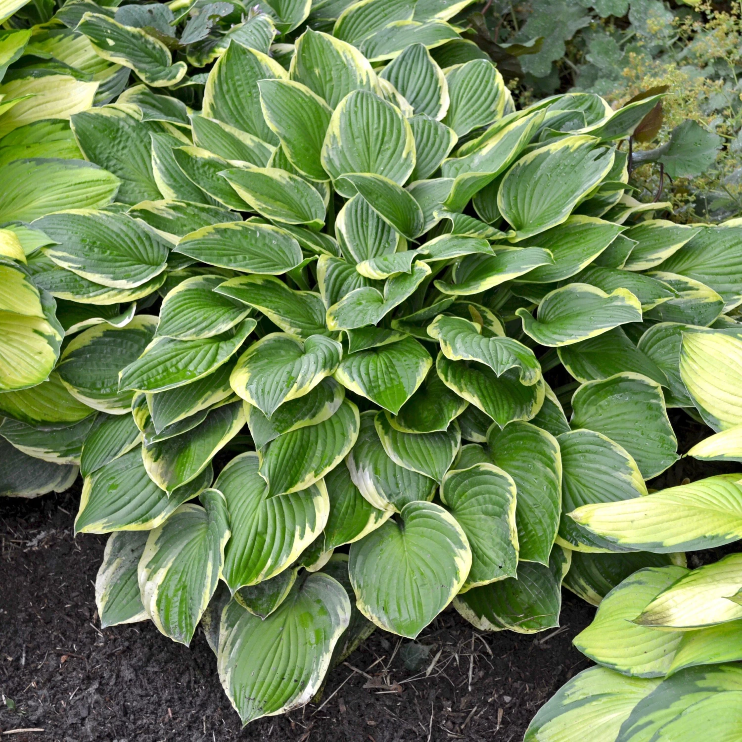 Hosta - Wide Brim - Image 2