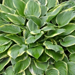 Hosta - Wide Brim