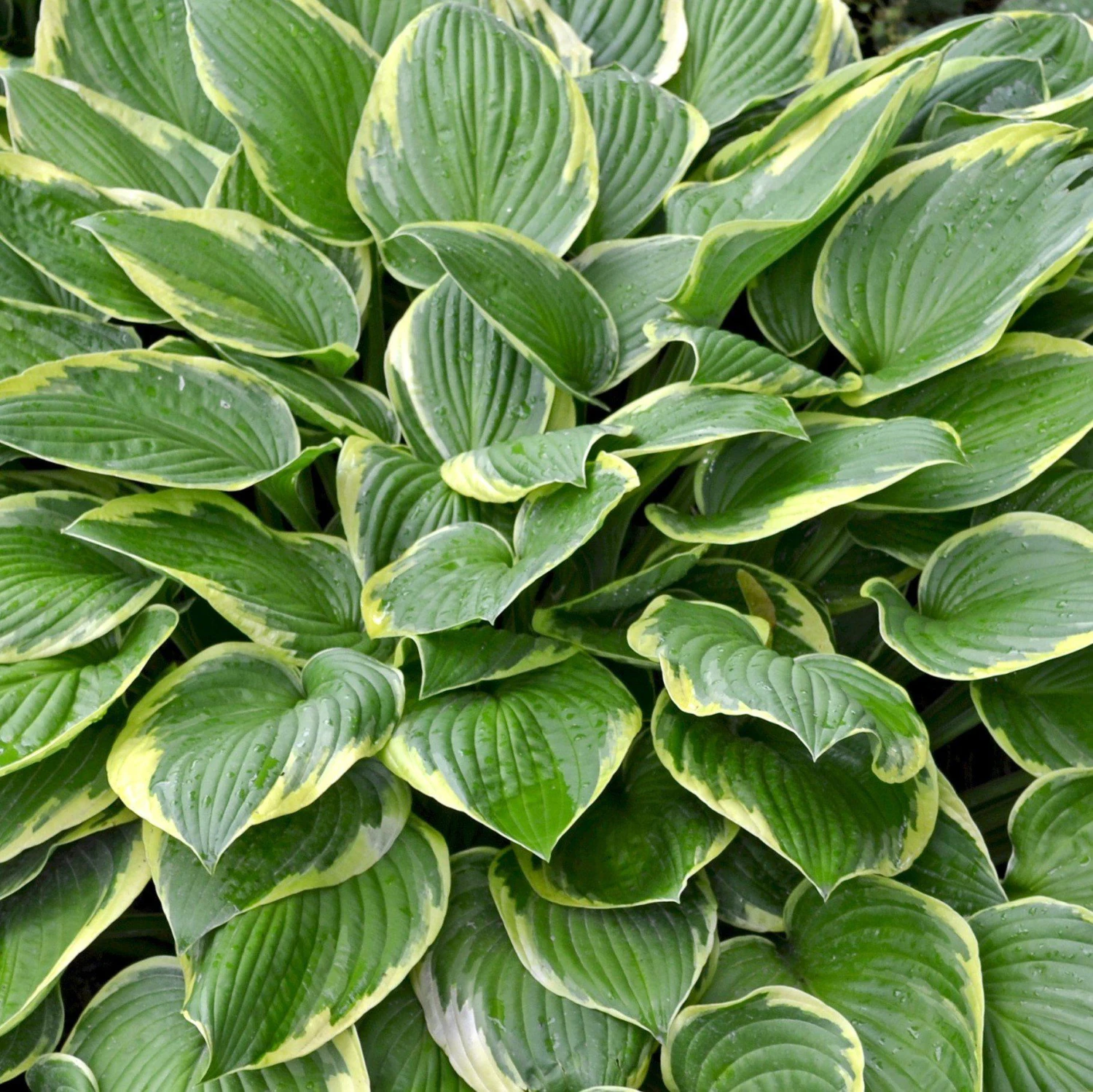 Hosta - Wide Brim