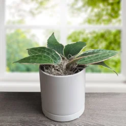 Hoya - Latifolia Albomarginata Houseplant