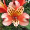 Alstroemeria - Inca Husky 3 Pack