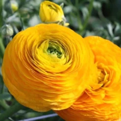 Italian Ranunculus - Elegance Giallo