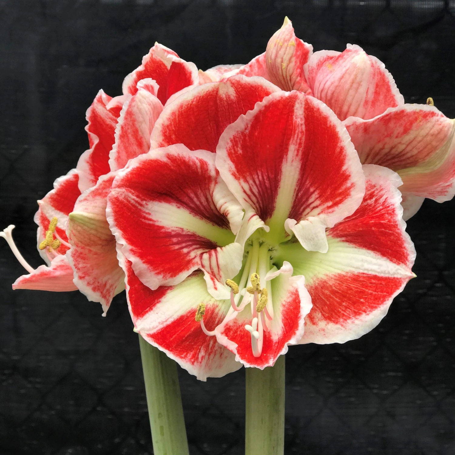 Amaryllis - Samba - Image 4