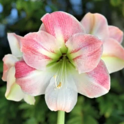 Amaryllis - Apple Blossom 5 Pack