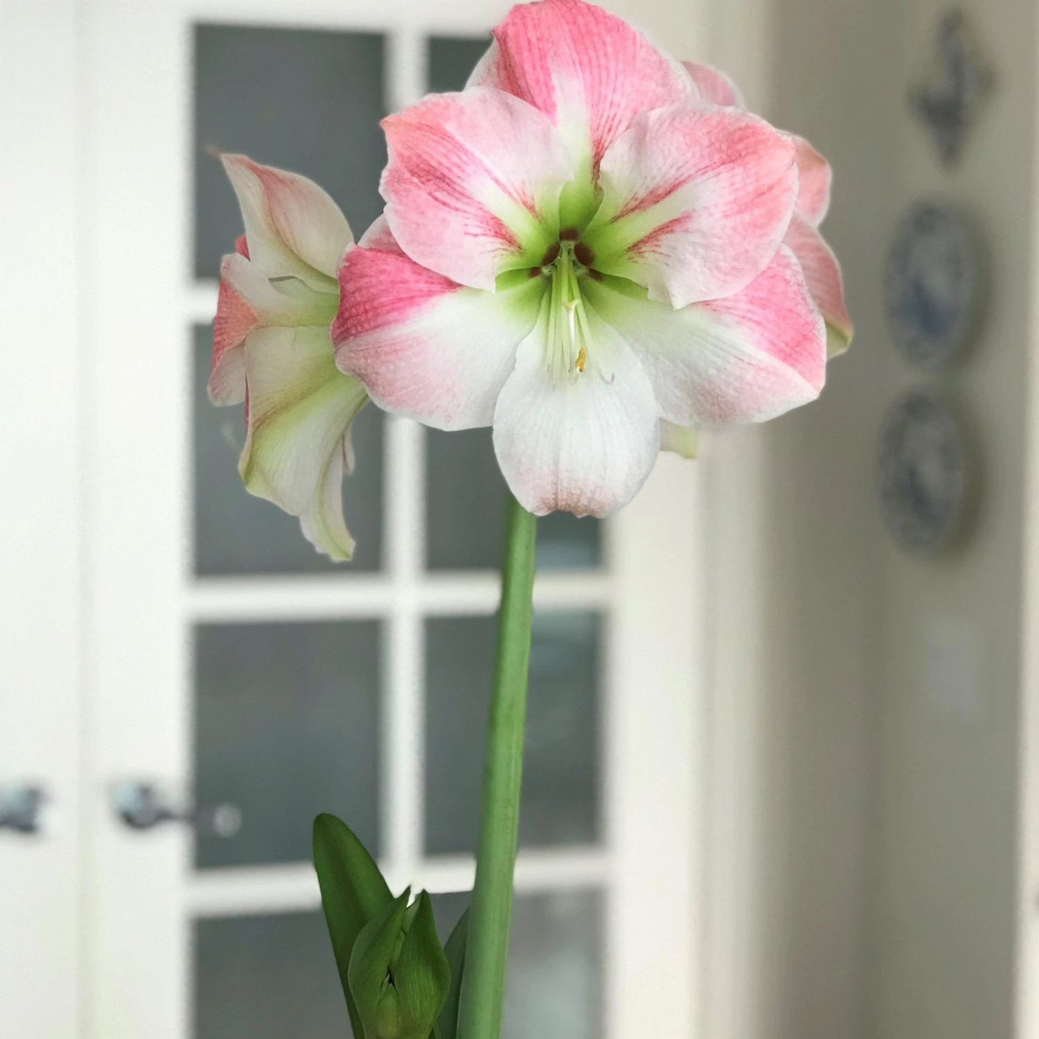Amaryllis - Apple Blossom - Image 3