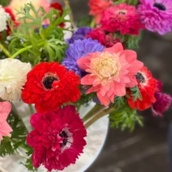 Italian Anemone - Levante Mix