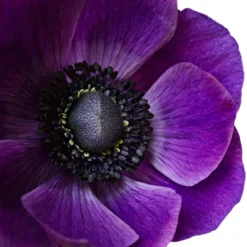 Italian Anemone - Mistral Plus Grape