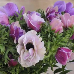 Italian Anemone - Mistral Plus Rarity