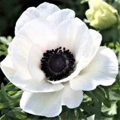 Italian Anemone - Mistral Plus Bianco Centro Nero