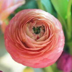 Italian Ranunculus - Cloni Success Venere