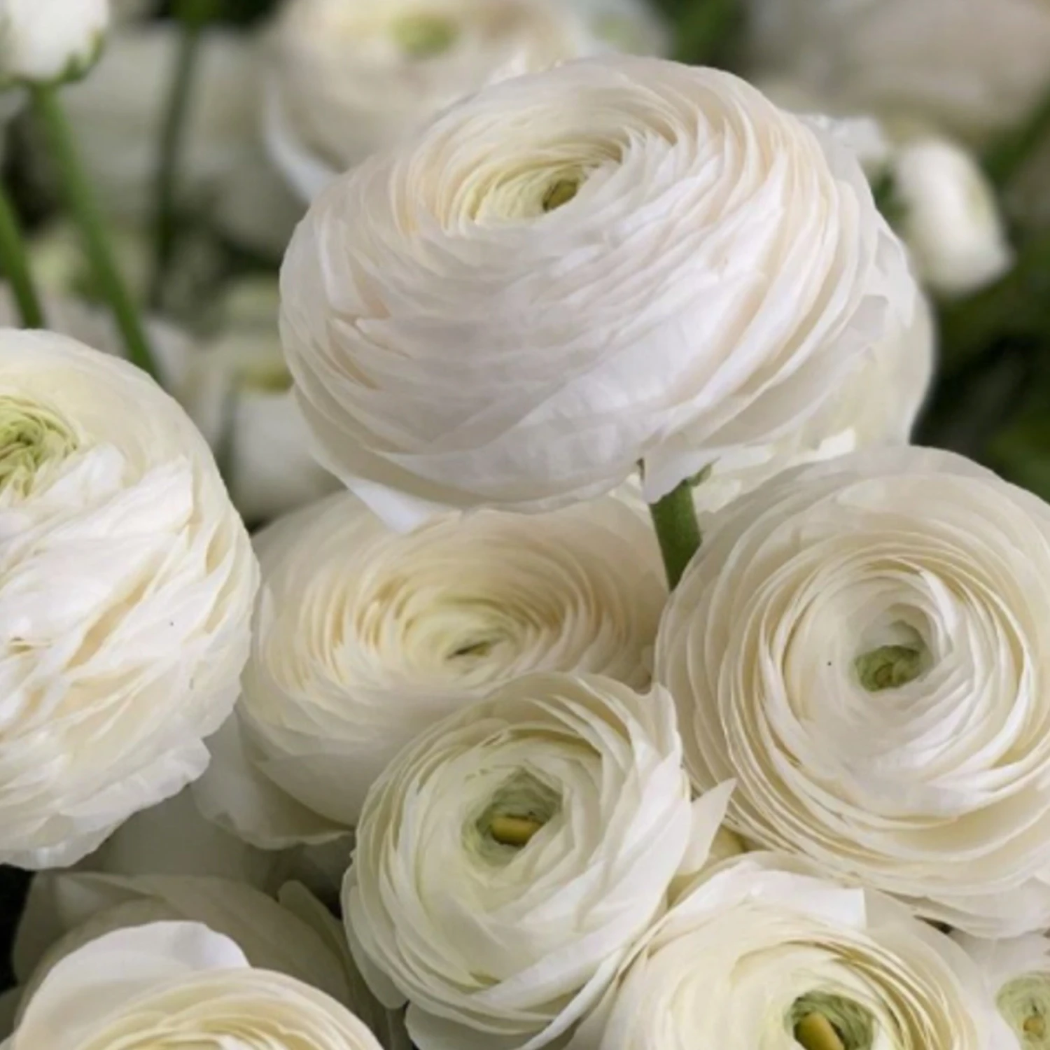 Italian Ranunculus - Elegance Bianco