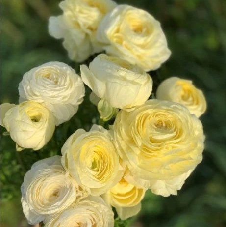 Italian Ranunculus - Elegance Crema