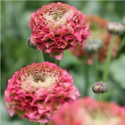 Italian Ranunculus - Cloni Pon Pon Fanny