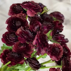 Italian Ranunculus - Cloni Success Nerone