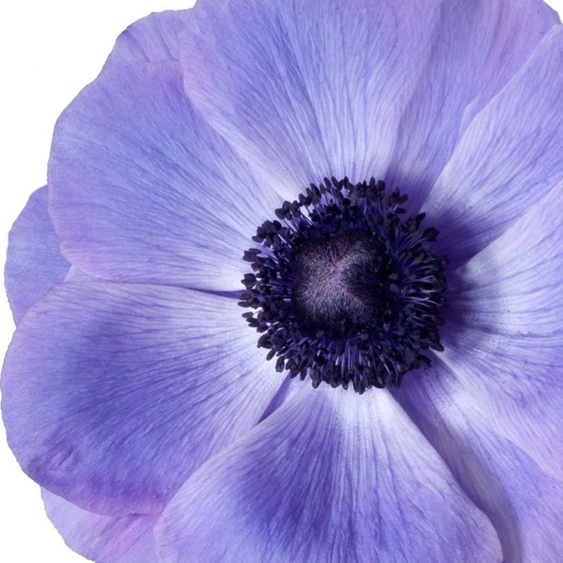 Italian Anemone - Mistral Plus Blu - Image 2