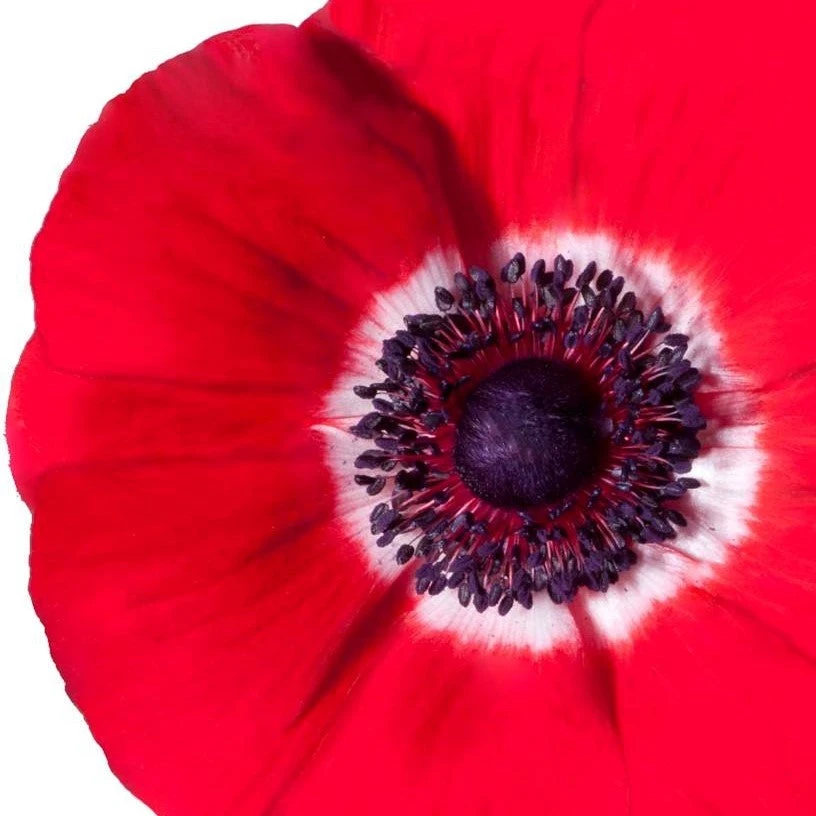 Italian Anemone - Mistral Plus Rosso - Image 2