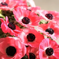 Italian Anemone - Mistral Plus Rosa Shocking