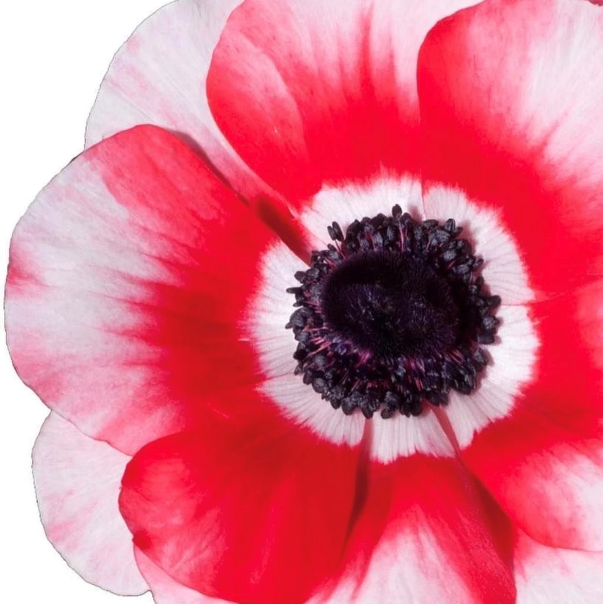 Italian Anemone - Mistral Plus Rosso Sfumato - Image 2