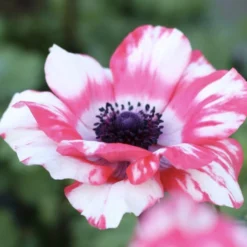 Italian Anemone - Mistral Tigre