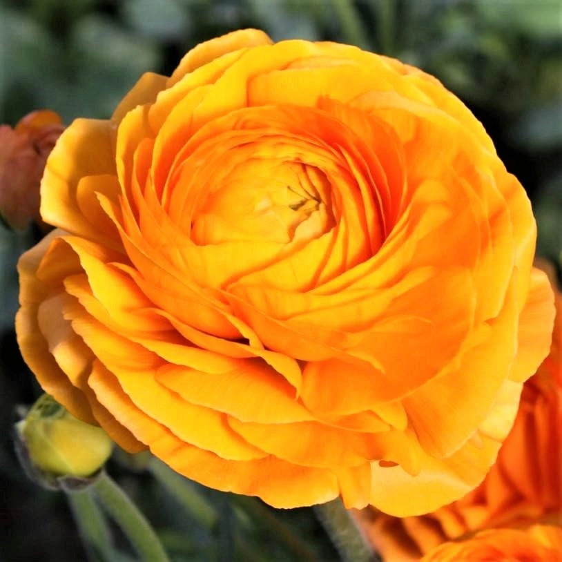 Italian Ranunculus - Elegance Clementine