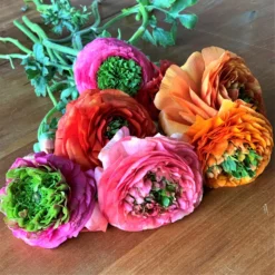 Italian Ranunculus - Elegance Festival Mix