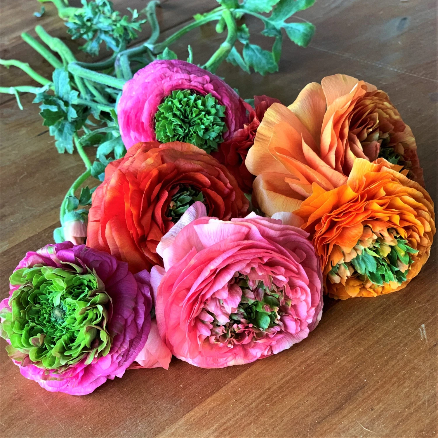 Italian Ranunculus - Elegance Festival Mix