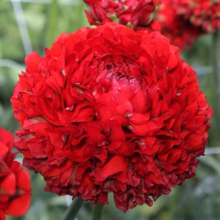 Italian Ranunculus - Cloni Pon Pon Draco