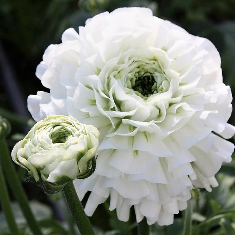 Italian Ranunculus - Cloni Pon Pon Igloo - Image 2