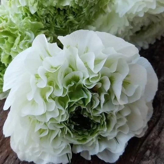 Italian Ranunculus - Cloni Pon Pon Igloo - Image 3