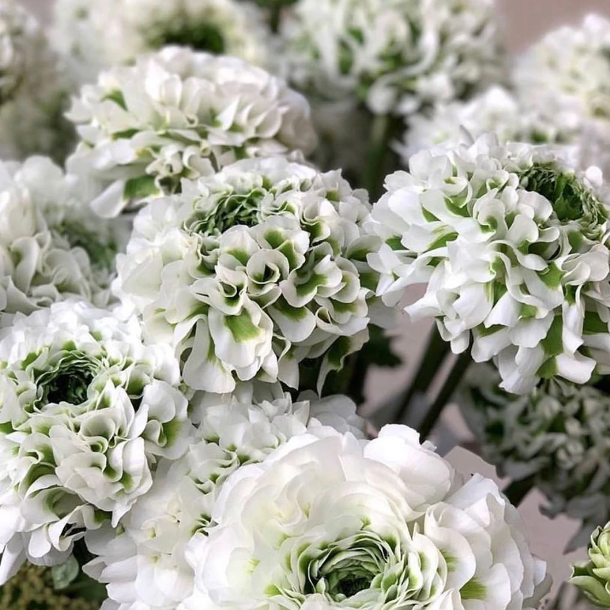 Italian Ranunculus - Cloni Pon Pon Igloo