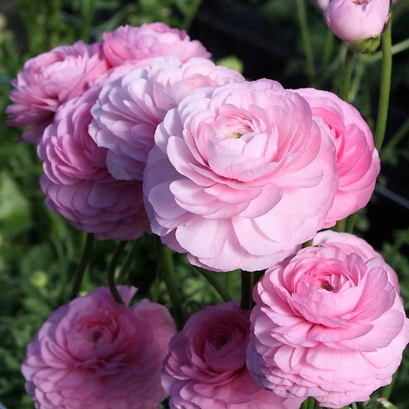 Italian Ranunculus - Elegance Rose Chiaro