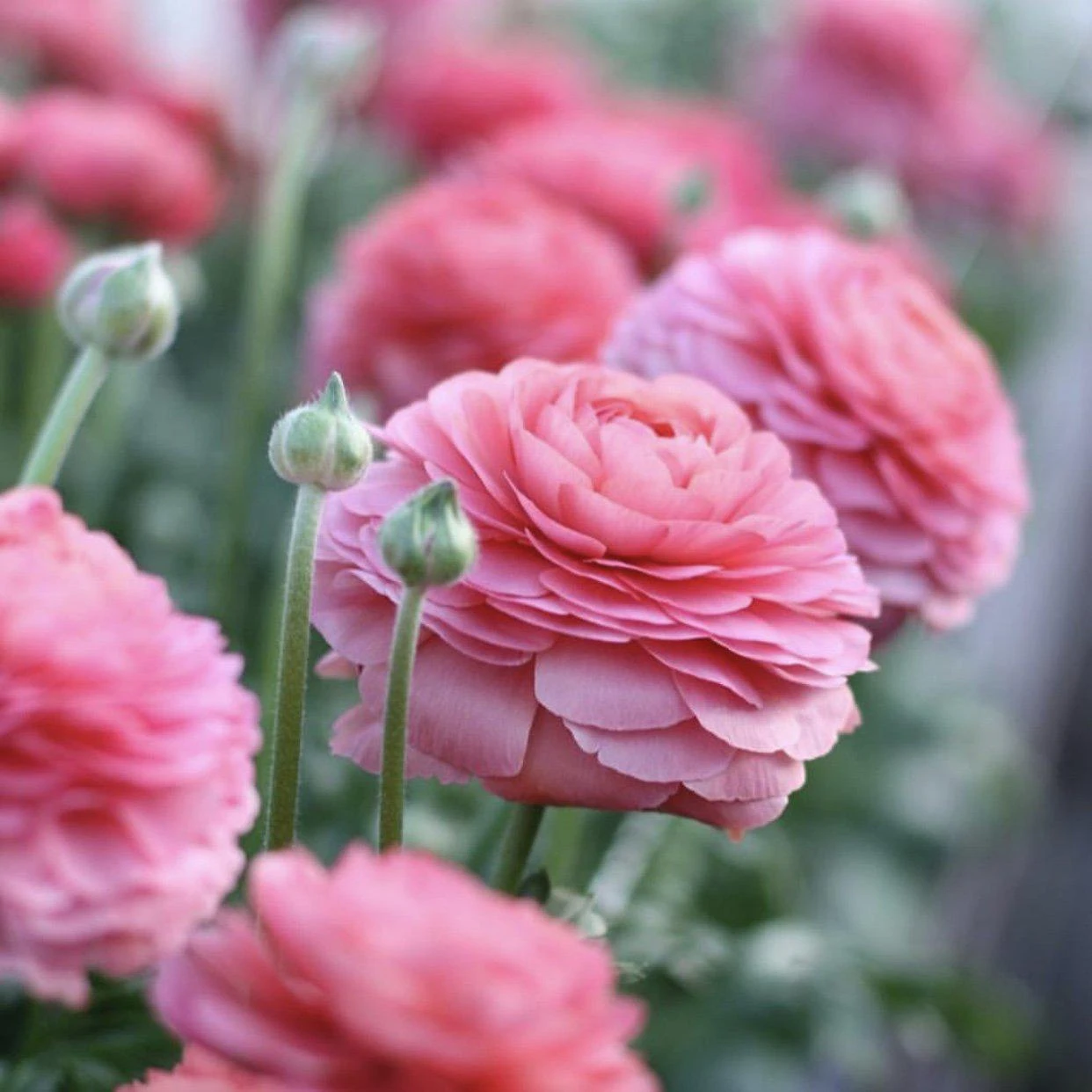 Italian Ranunculus - Success Fragolino