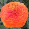 Italian Ranunculus - Cloni Success Macarena
