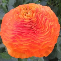 Italian Ranunculus - Cloni Success Macarena