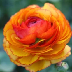 Italian Ranunculus - Cloni Success Ole