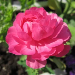 Italian Ranunculus - Elegance Rosa
