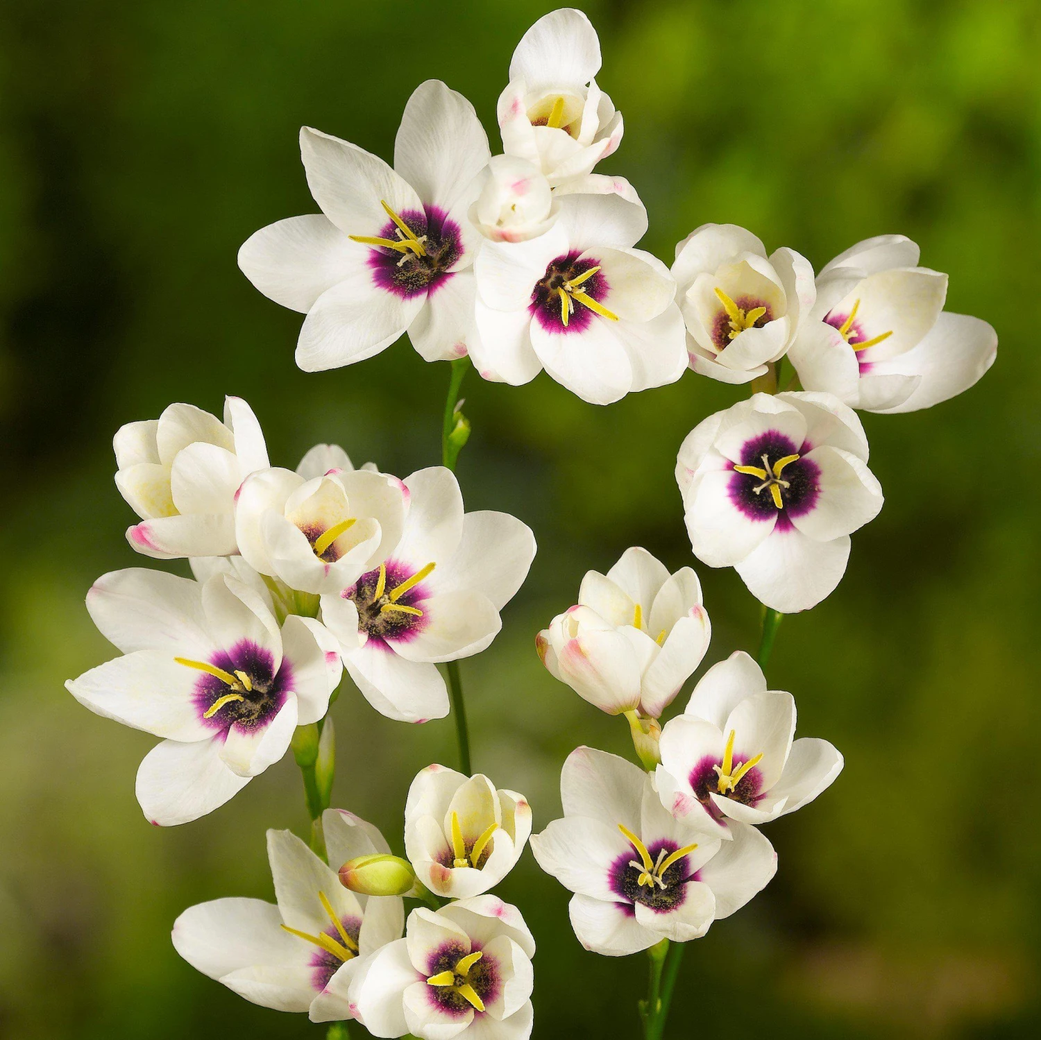 Ixia - Magic Wand Mix - Image 2