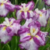 Japanese Iris - Dinner Plate Harlequinesque