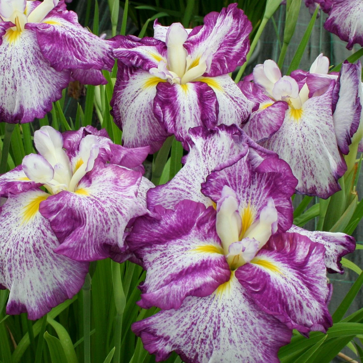 Japanese Iris - Dinner Plate Harlequinesque