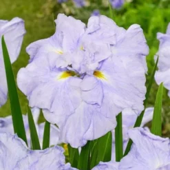 Japanese Iris - Dinner Plate Ice Cream