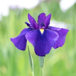 Japanese Iris - Temple Bells