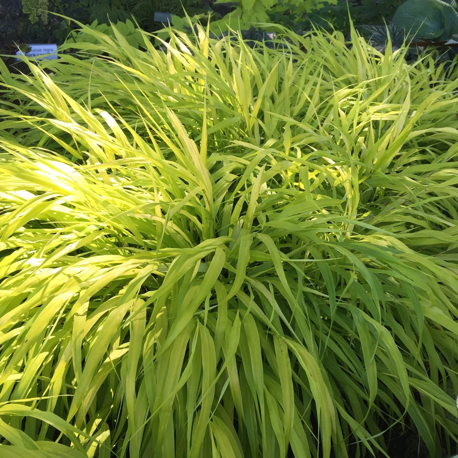 Hakonechloa - All Gold 3 Pack