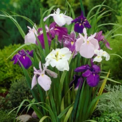 Japanese Iris - Zen Garden Mix